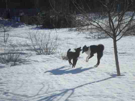   (SAM_0365.JPG, 86300 , : 499 )