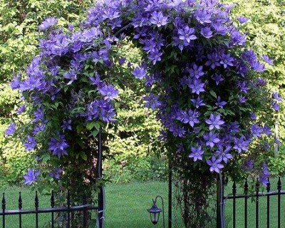   (plante-agatatoare.jpg, 74694 , : 225 )