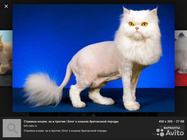   (1299563062.jpg, 54001 , : 226 )