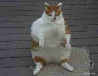   (96086260_1345984020_animals_that, 46814 , : 235 )