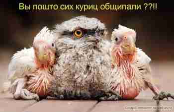   (pic1529-1272216838.jpg, 69721 , : 237 )