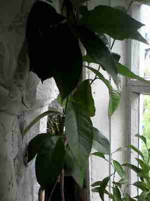   (IMG_20150823_094120.jpg, 246501 , : 528 )
