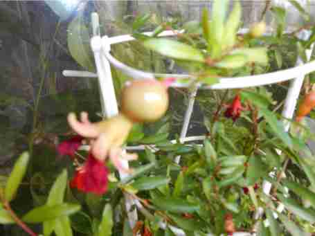   (8774909.DSCN0498.JPG, 30951 , : 519 )