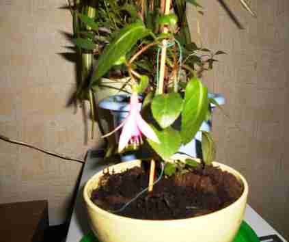   (DSCN0655.JPG, 209694 , : 230 )
