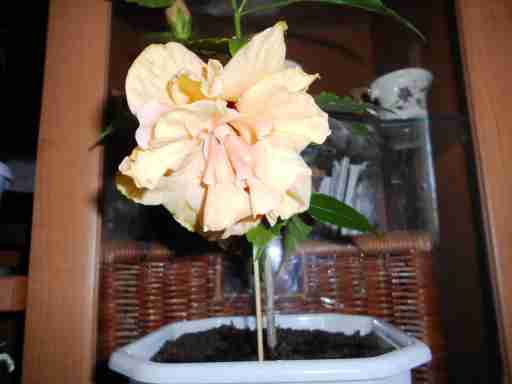   (DSCN0660.JPG, 248732 , : 194 )
