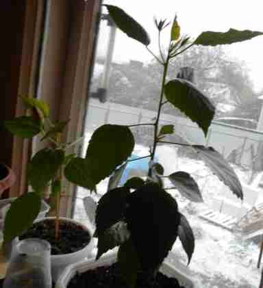   (DSCN0782.JPG, 261319 , : 236 )