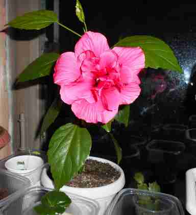   (DSCN0850.JPG, 247063 , : 236 )