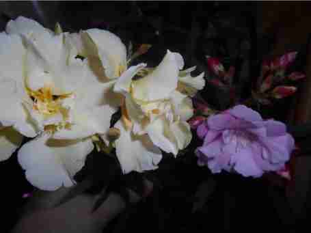   (562e3b4c81961_dscn2183.JPG, 19203 , : 191 )