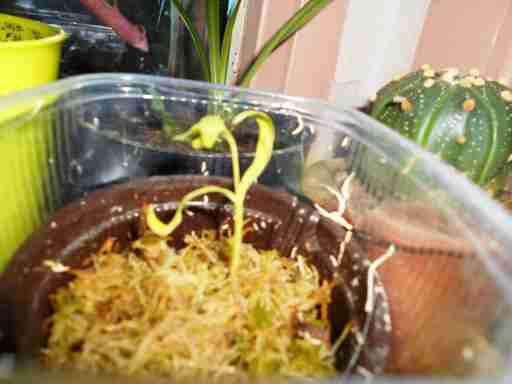   (DSCN0919.JPG, 255588 , : 252 )