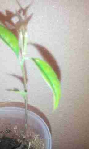   (IMG_20151027_102433.jpg, 56989 , : 219 )