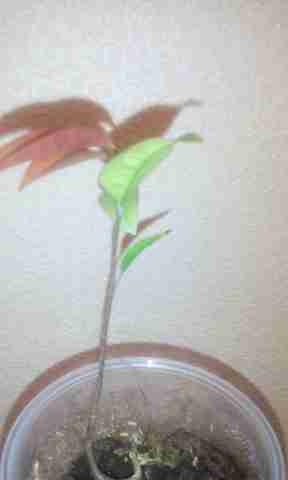   (IMG_20151027_102455.jpg, 57322 , : 220 )