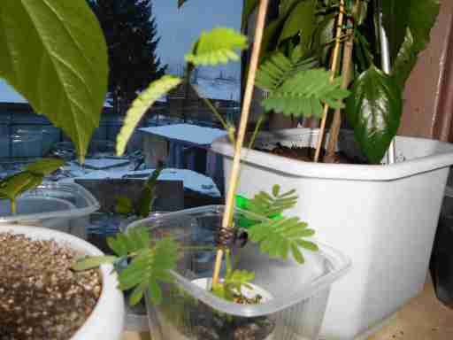   (DSCN0999.JPG, 262402 , : 536 )