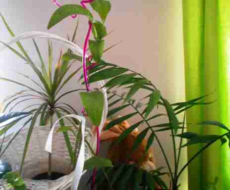   (DSCN1063.JPG, 285846 , : 216 )