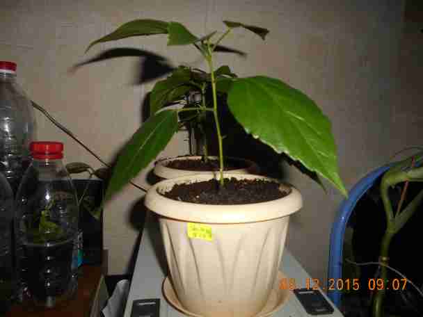   (DSCN1136.JPG, 37518 , : 490 )
