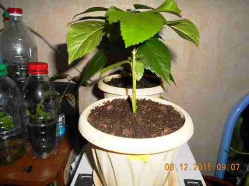   (DSCN1137.JPG, 256030 , : 485 )