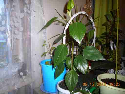   (DSCN1165.JPG, 271231 , : 468 )