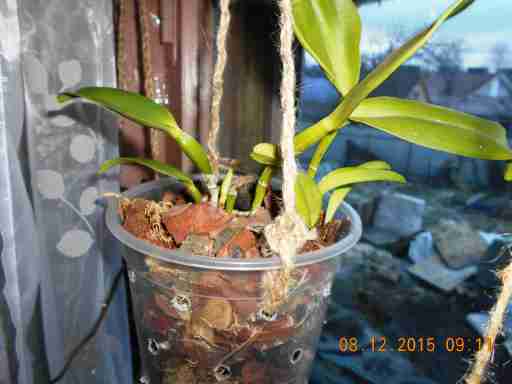   (DSCN1145.JPG, 265559 , : 515 )