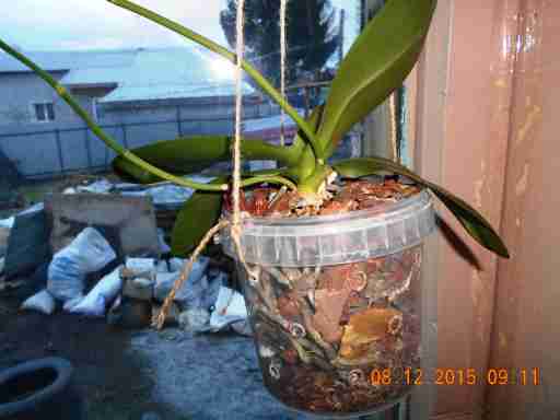   (DSCN1146.JPG, 245059 , : 525 )