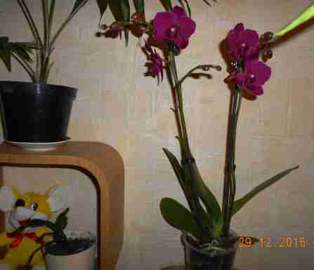   (DSCN1273.JPG, 231013 , : 510 )