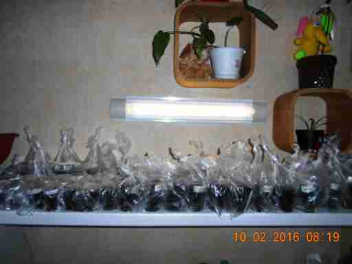   (DSCN1404.JPG, 211216 , : 232 )