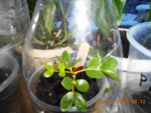   (DSCN1392.JPG, 236768 , : 231 )