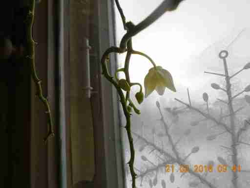  (DSCN1430.JPG, 220577 , : 517 )