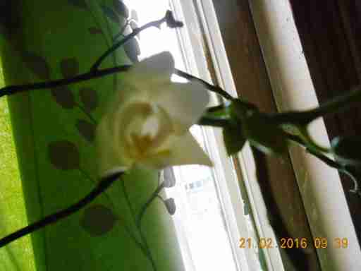   (DSCN1426.JPG, 247482 , : 539 )
