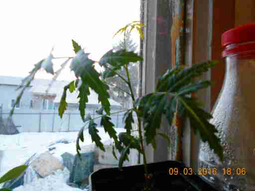   (DSCN1491.JPG, 267313 , : 238 )