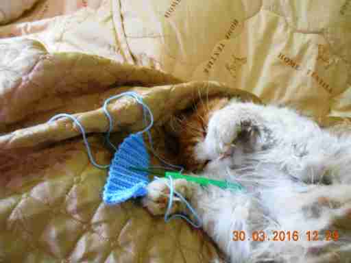   (DSCN1575.JPG, 262407 , : 222 )