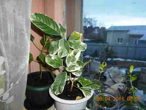   (DSCN1593.JPG, 262226 , : 242 )