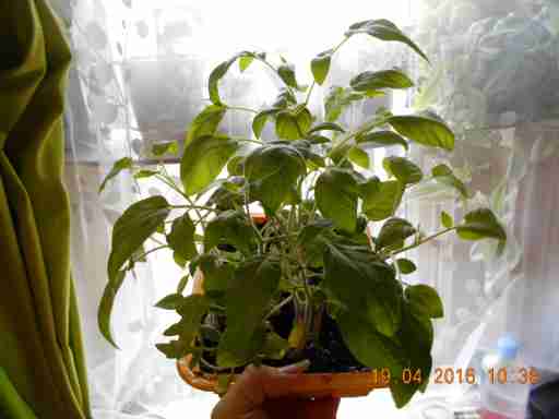   (DSCN1620.JPG, 272078 , : 205 )
