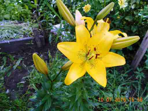   (DSCN1940.JPG, 288582 , : 212 )