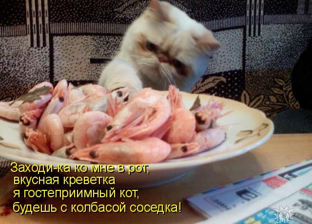   (1251664104_4.jpg, 66232 , : 413 )